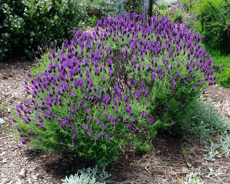 French-lavender-plant