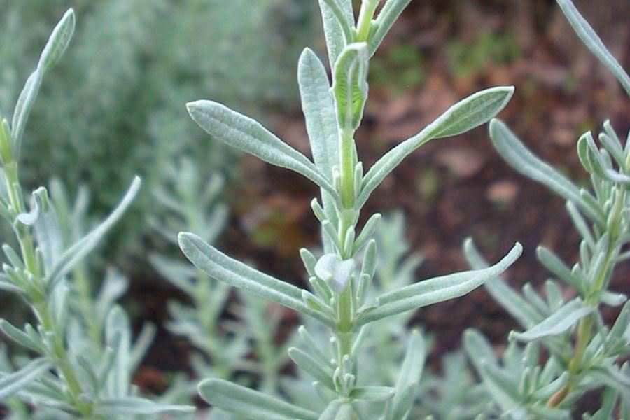 Leaves-of-French-lavender