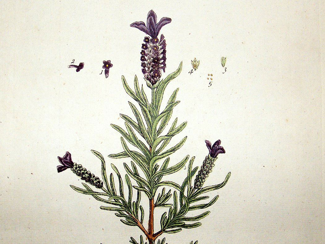 Plant-Illustration-of-French-lavender