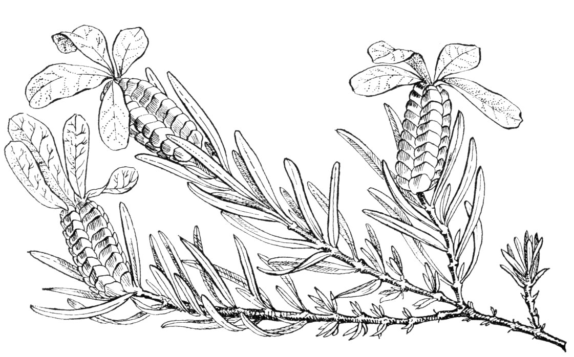 Sketch-of-French-lavender