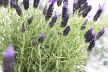 French-lavender-grown-on-the-pot