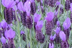 Flowers-of-French-lavender