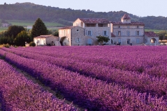 French-lavender-farming