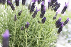 French-lavender-grown-on-the-pot
