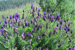 French-lavender-plant-growing-wild
