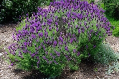 French-lavender-plant
