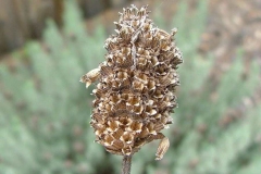 Mature-fruits-of-French-lavender