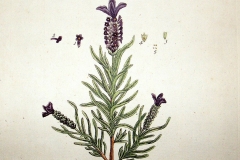 Plant-Illustration-of-French-lavender
