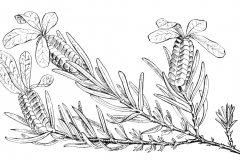 Sketch-of-French-lavender