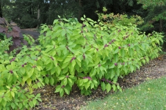 Bushes-of-French-mulberry
