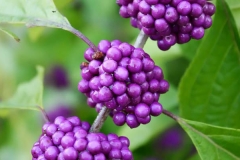 Closer-view-of-fruit-of-French-mulberry