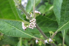 Flower-buds-of-French-mulberry