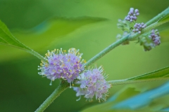 Flower-of-French-Mulberry-plant