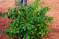 French-Mulberry-plant