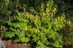 French-mulberry--plant-growing-wild