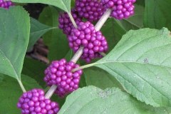 French-mulberry