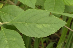 Leaves-of-French-Mulberry
