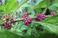 Maturing-French-mulberry