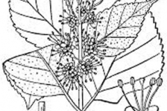 Plant-Illustration-of-French-mulberry