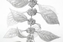 Sketch-of--French-mulberry