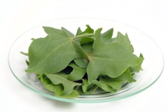 Collected-French-sorrel-leaves