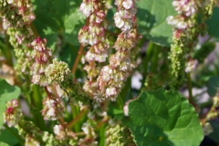 Flowers-of-French-sorrel