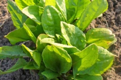 French-Sorrel-plant