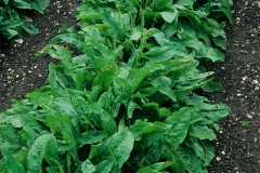 French-sorrel-farming