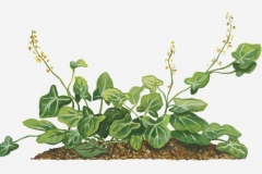 Plant-Illustration-of-French-sorrel