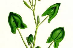 Sketch-of-French-sorrel