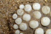 Close-view-of-Pharyngeal-teeth