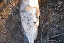 Freshwater-drum-1
