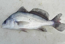 Freshwater-drum-2