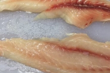 Freshwater-drum-fillets