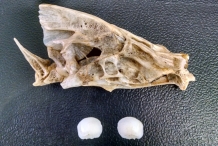 Freshwater-drum-skull