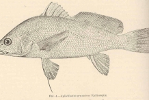 Illustration-of-Freshwater-drum