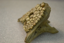 Pharyngeal-teeth