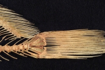 Skeleton-of-Freshwater-drum-fins
