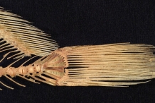 Skeleton-of-Freshwater-drum-fins