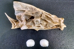 Freshwater-drum-skull