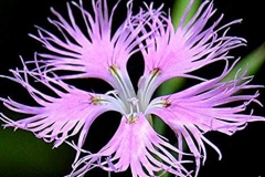 Flower-of-Fringed-pink