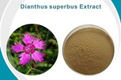 Fringed-pink-extracts