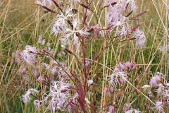 Fringed-pink-plant-growing-wild