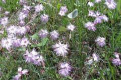 Fringed-pink-plant