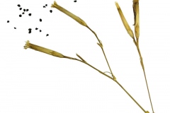 Fruit-and-seeds-of-Fringed-pink