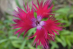 Other-Varieties-of-Fringed-pink