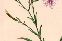 Plant-Illustration-of-Fringed-pink