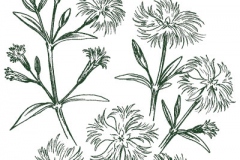 Sketch-of-Fringed-pink