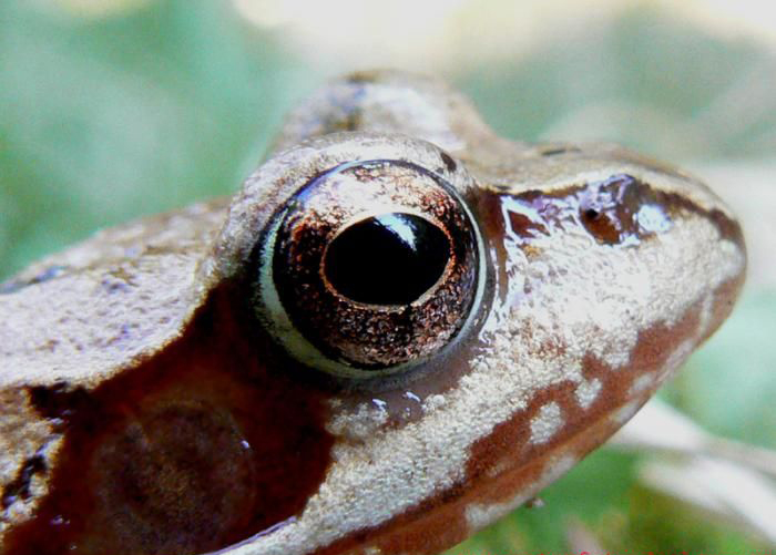 Frog-eyes