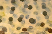 Eggs-of-Frog-spawn